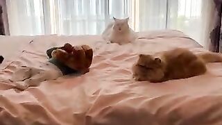 You don't have to abandon your cats when you have a baby. Baby growing up with 3 rescued