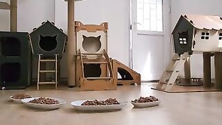 Kittens that enter your home when you open your door are true happiness. Pure Love