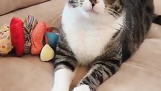 The baby laughing with happiness because he lives in the same house with the cats. Pure Love