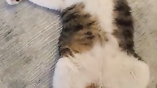 He's not my cat. He is my son, he is my pure love.