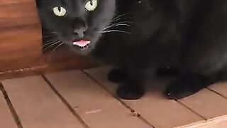 How we behave toward cats here below determines our status in heaven.