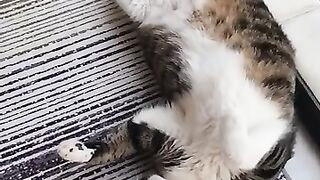 The cat, tired of the baby crying, threw himself onto the balcony.