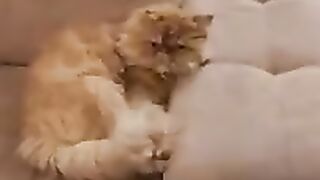 How many kinds of sweets can fit in 1 room Cute cats. Adorable Paws