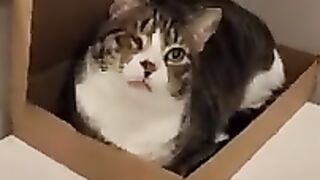 Pirate, the tabby cat in love with cardboard boxes.