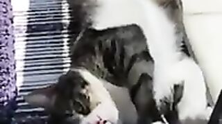 I wish all cats in the world to be this peaceful.