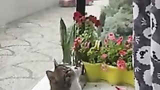 tabby cat vs cat grass - adorable paws