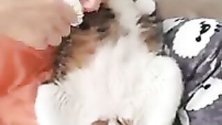 He's not my cat. He is my son. Pure love.