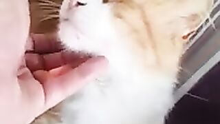 An ordinary restaurant in Istanbul. Cute cats are everywhere.