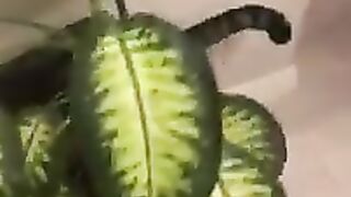 We caught the cat peeing in the flower pot. Cat Pirate