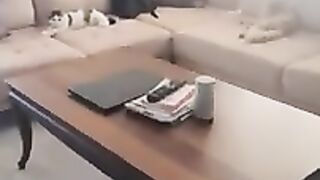 Super Cute Cats Asia and Lola