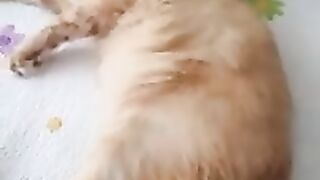 Angry Cat Menemen! The weather is very hot, the cats are very nervous.