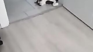 Cat Pirate when the air conditioner breaks.