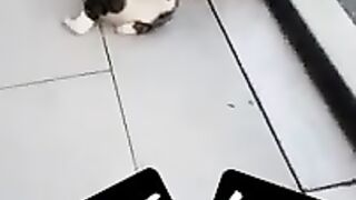 Persian Cat Lola and Tabby Cat Pirate are best friends.