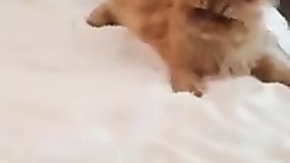 Quality of bed doesn't matter. The only thing needed for a peaceful sleep is CA