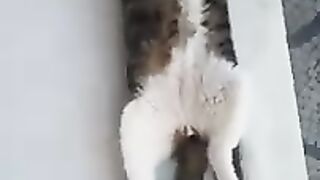 Tabby Cat Prince Pirate