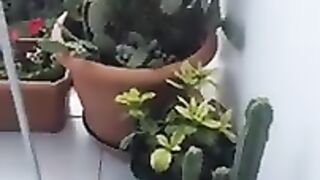 Shaved Angora Cat Princess Jennefer