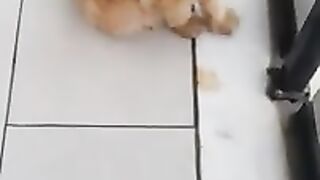 Interesting sleeping positions (2) from Tabby Cat Mr. Pirate