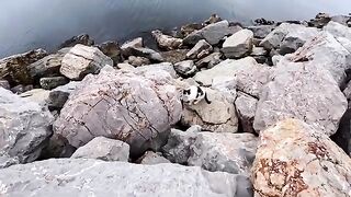 In this city, almost every stone hides a cat underneath.