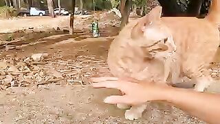 The squint eyed cat wants to be petted in a cute way