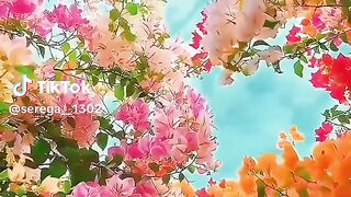 Beautiful flowers 38