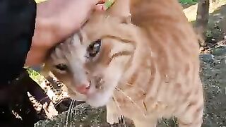 Cute squinty eyed cat started kneading when I petted it