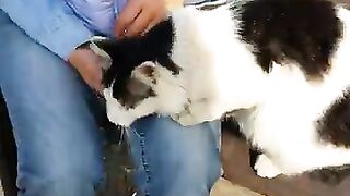 Cat who comes to me asks me for love, While I'm sitting on the bench