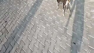 Cute cat meowing like a bird