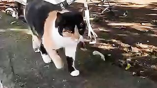 Beautiful calico cat a little timid
