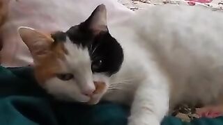 My cat loves her mommy so much