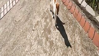 Cute cat with interesting meow