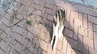 Young calico cat is afraid of adult cat