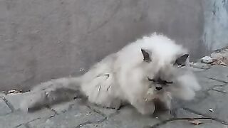 Beautiful fluffy persian cat