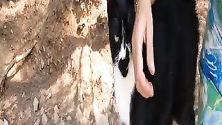 Cute tuxedo cat purring and rubbing on me