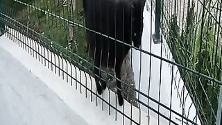 Black cat meowing with its cute voice behind the fences