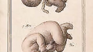 Videnskabelige mirakler i Koranen og Sunnah 29