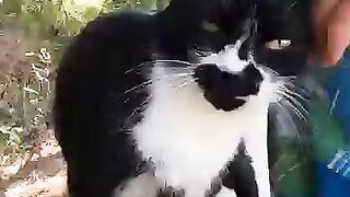 The love song of the tuxedo cat purring loudly