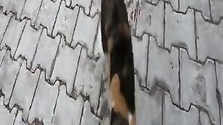 Cute calico cat without tail meows and trills