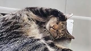 Is there a sleeping cat cuter than me