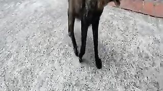 Tortie cat meowing so cute
