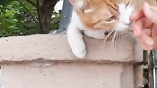 Cute cat with collar sitting on the wall