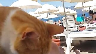 Cute cat on the beach gave me a massage