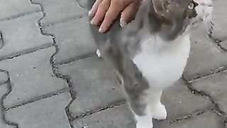 Cute cat with brush tail