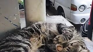 Situation of cute cat in extreme hot weather