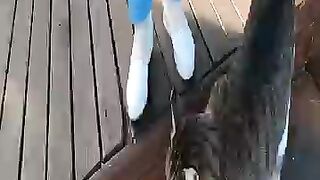 Pink nosed cute cat at the seaside