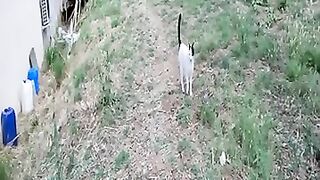 Cute cat meows in a timid voice