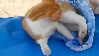 Cat sitting on my towel at the beach is so cute