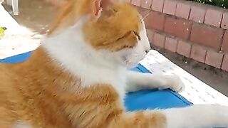 The cute cat on the beach occupied my sunbed