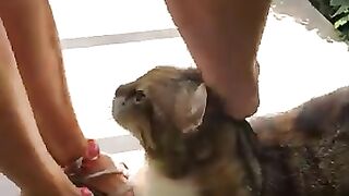 Cute calico cat living in the garden of the hotel