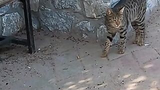 Tabby cat with beautiful patterned fur is a little timid