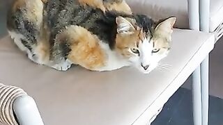 Cute cat always sitting in front of the furniture store